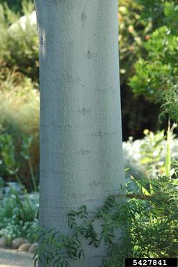 Chinese parasoltree, Firmiana simplex  (Malvales: Sterculiaceae) - 5427841