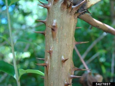 devil's walkingstick, Aralia spinosa  (Apiales: Araliaceae) - 5427857