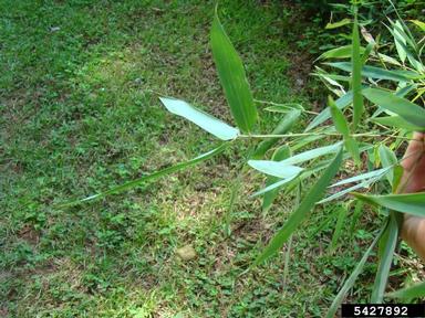 hedge bamboo, Bambusa multiplex  (Cyperales: Poaceae) - 5427892