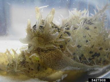 ragged seahare, Bursatella leachii pleii (Anaspidea: Notarchidae) - 5427908
