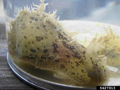 ragged seahare, Bursatella leachii pleii (Anaspidea: Notarchidae) - 5427913