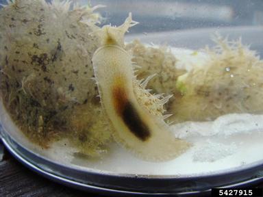 ragged seahare, Bursatella leachii pleii (Anaspidea: Notarchidae) - 5427915
