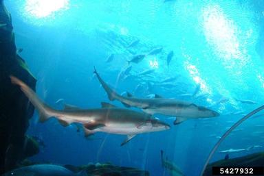 sand tiger shark, Carcharias taurus  (Lamniformes: Odontaspididae) - 5427932