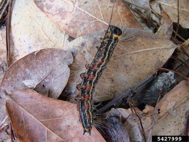yellownecked caterpillar, Datana ministra  (Lepidoptera: Notodontidae) - 5427999