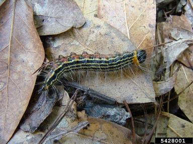 yellownecked caterpillar, Datana ministra  (Lepidoptera: Notodontidae) - 5428001