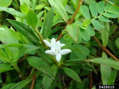 Virginia buttonweed, Diodia virginiana  (Rubiales: Rubiaceae) - 5428015