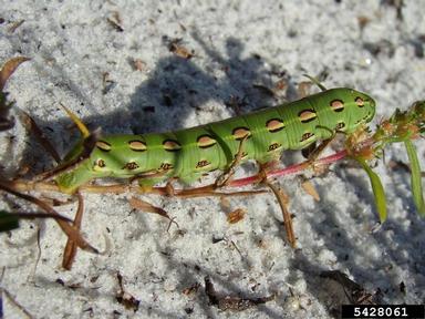 white-lined sphinx, Hyles lineata  (Lepidoptera: Sphingidae) - 5428061