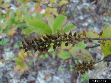 Virginia sweetspire, Itea virginica  (Rosales: Grossulariaceae) - 5428082
