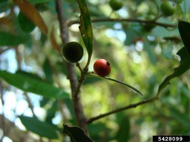 pondspice, Litsea aestivalis  (Laurales: Lauraceae) - 5428099