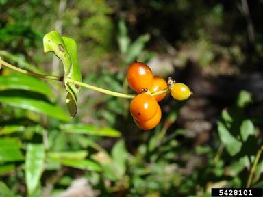 trumpet honeysuckle, Lonicera sempervirens  (Dipsacales: Caprifoliaceae) - 5428101