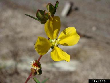 seaside primrose-willow, Ludwigia maritima  (Myrtales: Onagraceae) - 5428110