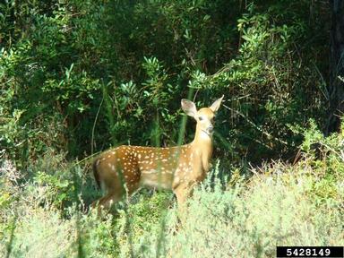 white-tailed deer, Odocoileus virginianus  (Artiodactyla: Cervidae) - 5428149