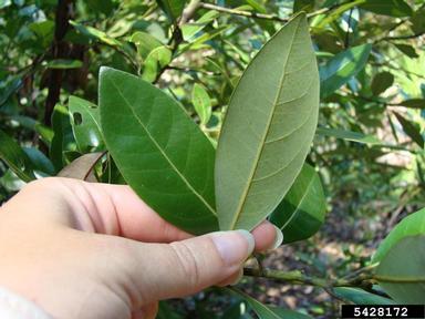 redbay, Persea borbonia  (Laurales: Lauraceae) - 5428172