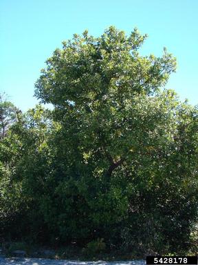 redbay, Persea borbonia  (Laurales: Lauraceae) - 5428178