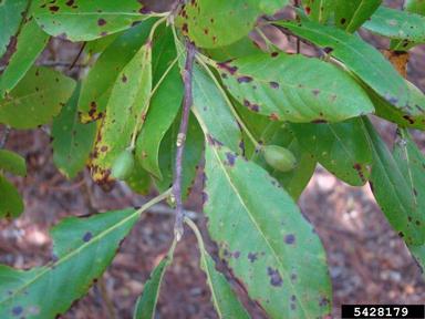 swamp bay, Persea palustris  (Laurales: Lauraceae) - 5428179