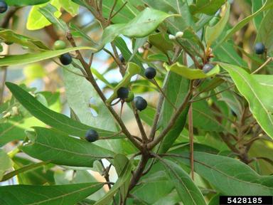 swamp bay, Persea palustris  (Laurales: Lauraceae) - 5428185
