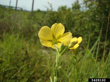 pitted stripeseed, Piriqueta cistoides ssp. caroliniana (Violales: Turneraceae) - 5428192