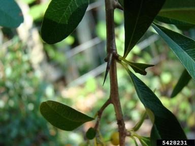 formosa firethorn, Pyracantha koidzumii  (Rosales: Rosaceae) - 5428231