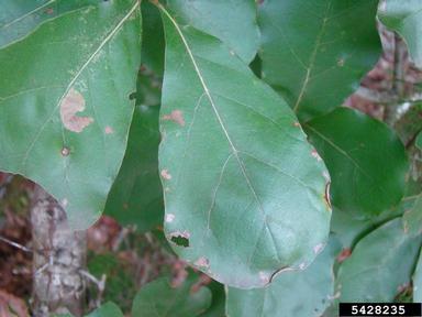 Arkansas oak, Quercus arkansana  (Fagales: Fagaceae) - 5428235
