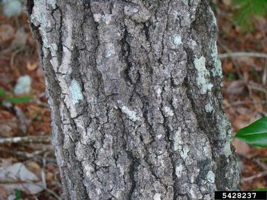 Arkansas oak, Quercus arkansana  (Fagales: Fagaceae) - 5428237