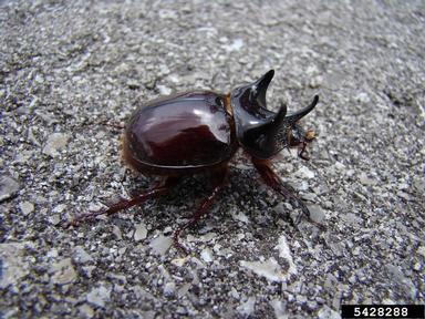 ox beetles, Strategus spp.  (Coleoptera: Scarabaeidae) - 5428288