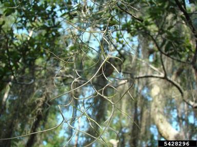 Spanish moss, Tillandsia usneoides  (Bromeliales: Bromeliaceae) - 5428296