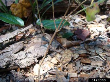 forked bluecurls, Trichostema dichotomum  (Lamiales: Lamiaceae) - 5428303
