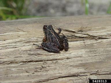 southern cricket frog, Acris gryllus  (Anura: Hylidae) - 5428313