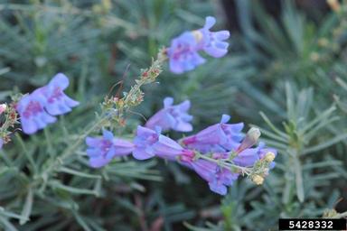bunchleaf penstemon, Penstemon heterophyllus  (Scrophulariales: Scrophulariaceae) - 5428332