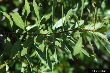 southern waxmyrtle, Morella cerifera  (Myricales: Myricaceae) - 5428362