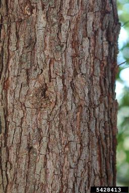 overcup oak, Quercus lyrata  (Fagales: Fagaceae) - 5428413