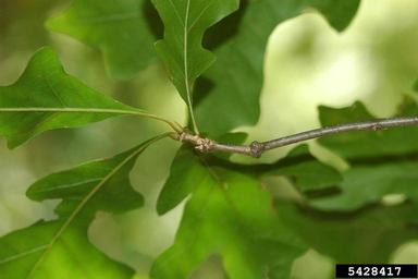 overcup oak, Quercus lyrata  (Fagales: Fagaceae) - 5428417