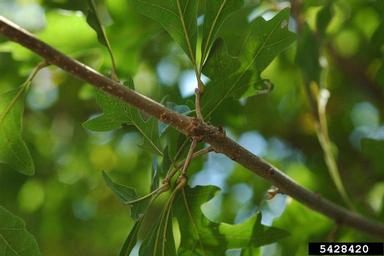 overcup oak, Quercus lyrata  (Fagales: Fagaceae) - 5428420