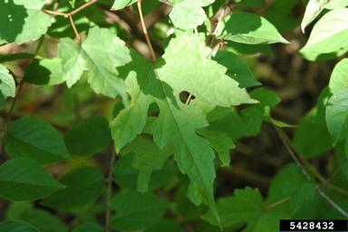 Amur peppervine, Ampelopsis brevipedunculata  (Rhamnales: Vitaceae) - 5428432
