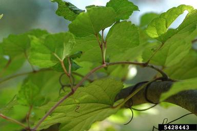 Amur peppervine, Ampelopsis brevipedunculata  (Rhamnales: Vitaceae) - 5428443