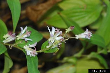 spiderwort, Tradescantia spp.  (Commelinales: Commelinaceae) - 5428470