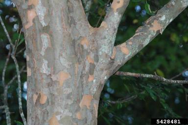 Chinese elm, Ulmus parvifolia  (Urticales: Ulmaceae) - 5428481