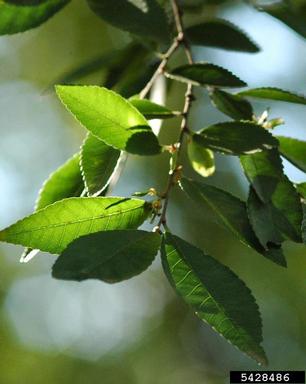 Chinese elm, Ulmus parvifolia  (Urticales: Ulmaceae) - 5428486