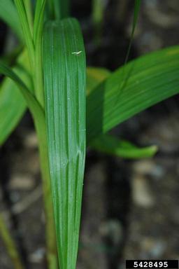 blueflag iris, Iris versicolor  (Liliales: Iridaceae) - 5428495
