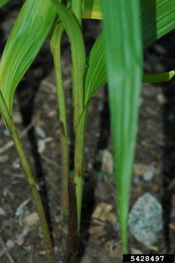 blueflag iris, Iris versicolor  (Liliales: Iridaceae) - 5428497
