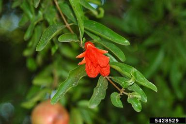 pomegranate, Punica granatum  (Myrtales: Punicaceae) - 5428529