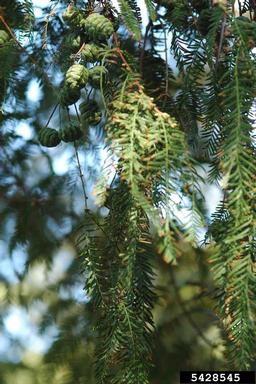 dawn redwood, Metasequoia glyptostroboides  (Pinales: Taxodiaceae) - 5428545