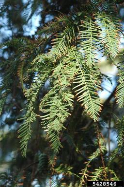 dawn redwood, Metasequoia glyptostroboides  (Pinales: Taxodiaceae) - 5428546