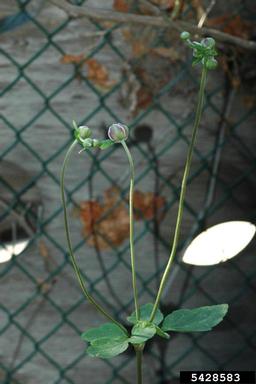 Japanese anemone, Anemone x hybrida  (Ranunculales: Ranunculaceae) - 5428583