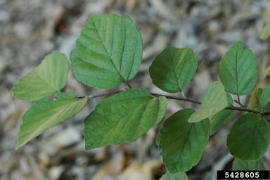 mountain witchalder, Fothergilla major  (Hamamelidales: Hamamelidaceae) - 5428605