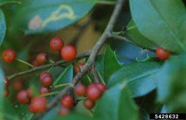 American holly, Ilex opaca  (Celastrales: Aquifoliaceae) - 5428632