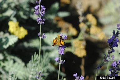 English lavender, Lavandula angustifolia  (Lamiales: Lamiaceae) - 5428636