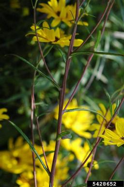 sunflower, Helianthus spp.  (Asterales: Asteraceae) - 5428652