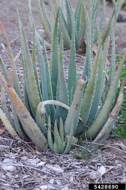 aloe, Aloe spp.  (Liliales: Aloaceae) - 5428690