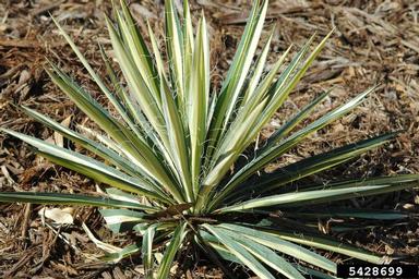 yucca, Yucca spp.  (Liliales: Agavaceae) - 5428699